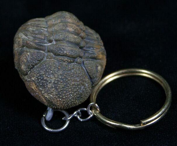 Real Phacops Trilobite Keychain #4724